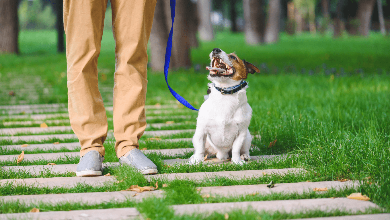 Dog on a walk